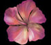 HIBISCUS LUX D Cup Full Coverage Bikini Top